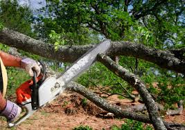 Trusted Freeland, PA Tree Care  Experts